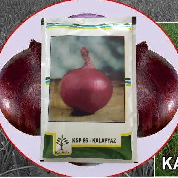 Kala Pyaz Onion Seeds – Ksp-86 Variety By Kalash Seeds 1
