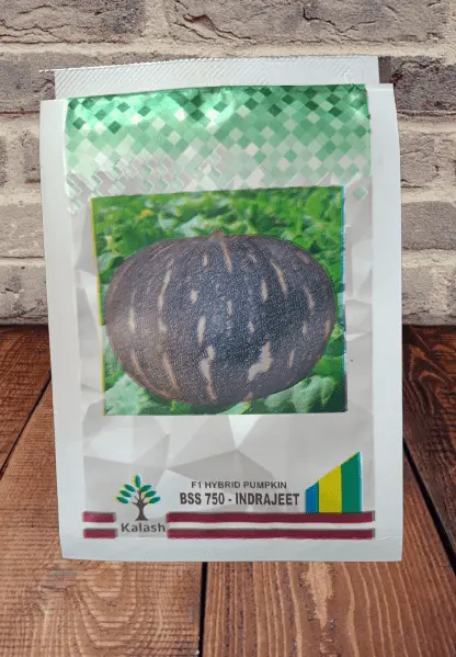 Kalash Seeds Bss 750 Indrajeet F1 Pumpkin – Large, Uniform Fruit 1