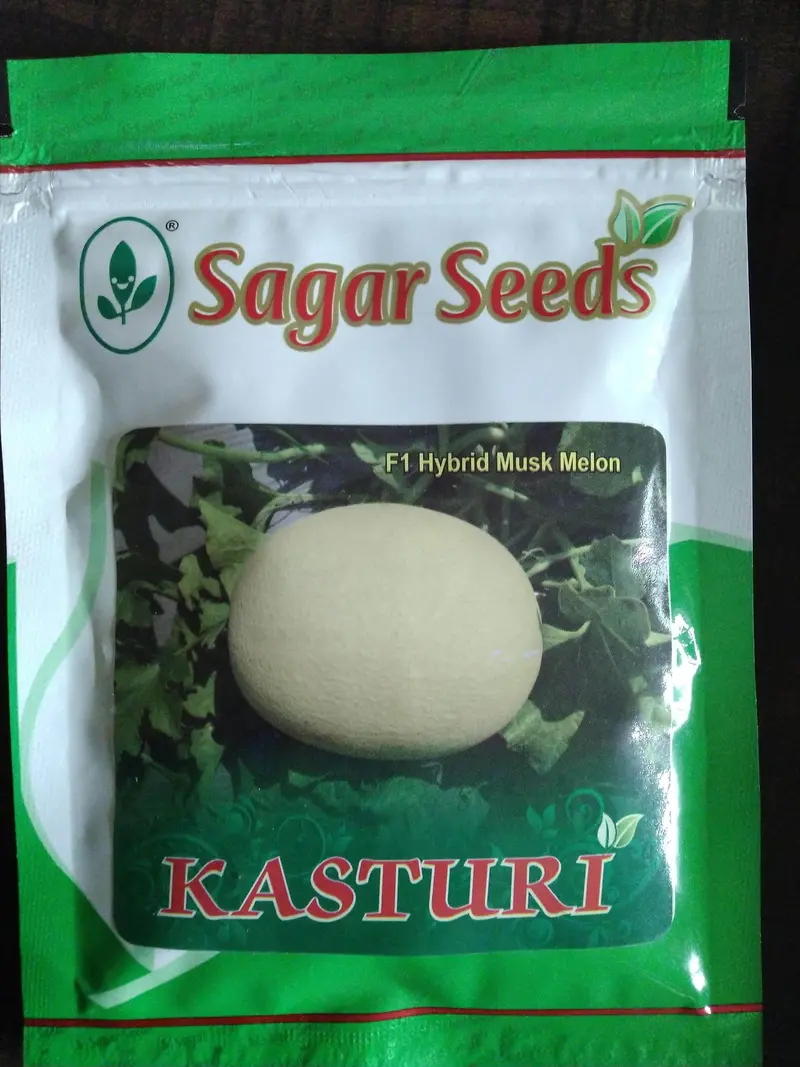 Kasturi F1 Muskmelon Seeds – Sweet, Fragrant Cantaloupe By Sagar Biotech 1
