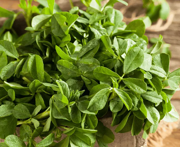 Kasturi Methi Seeds – Traditional Fenugreek For Culinary & Medicinal Use 1