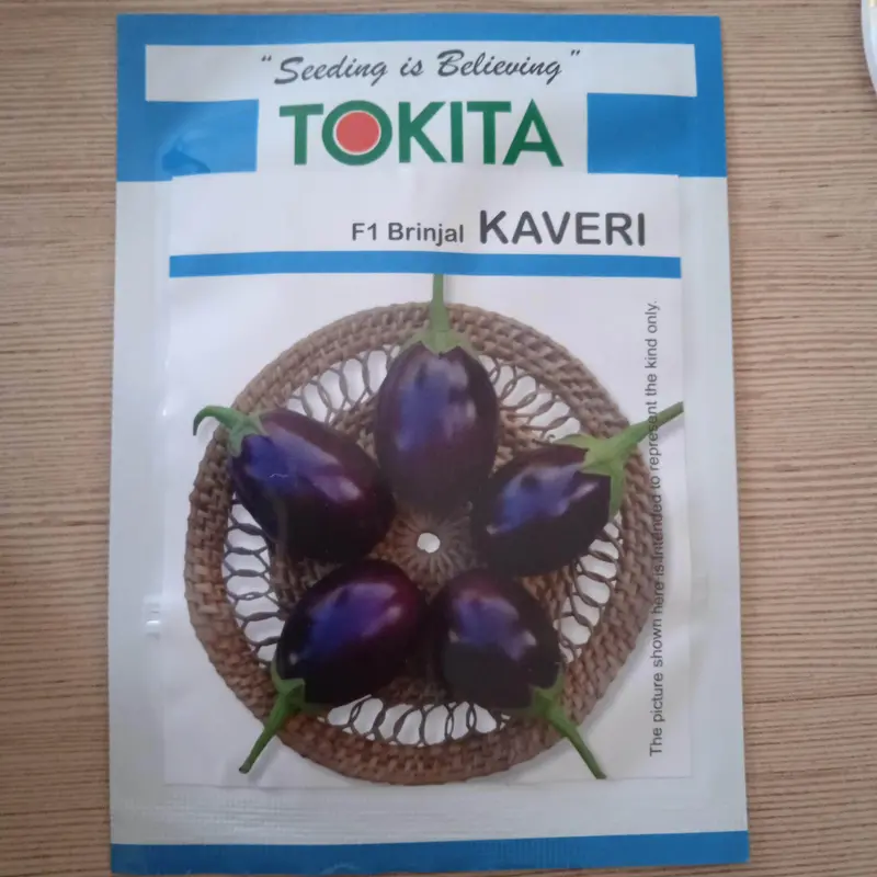 Kaveri F1 Brinjal Seeds – Glossy Purple Eggplant Hybrid (Tokita) 1