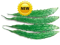 Kewal Bittergourd Seeds – Vigorous Vine, Uniform Fruit By Known You 1