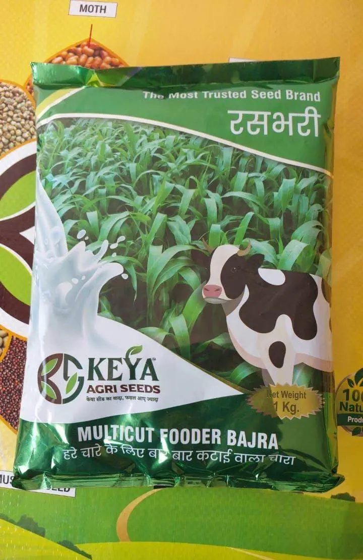 Keya Gold Multicut Fodder Bajra – High-Yield Pearl Millet 1
