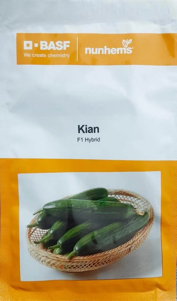 Kian F1 Parthenocarpic Cucumber Seeds (Nunhems) 1