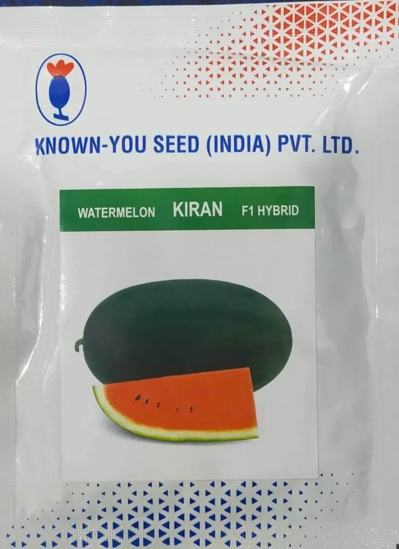Kiran Hybrid Icebox Watermelon Seeds – Sweet Red Flesh, Known You 1