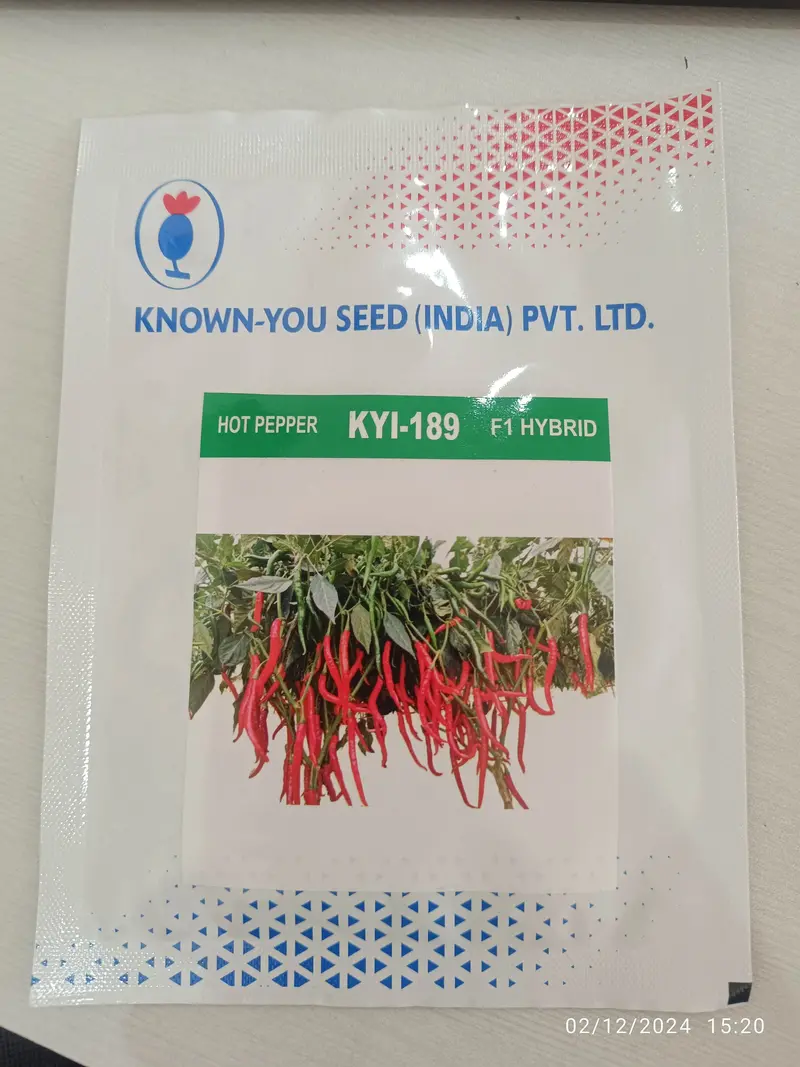 Known-You Kyi-189 F1 Hot Pepper – High-Capcaisin, Compact Chilli Variety 1