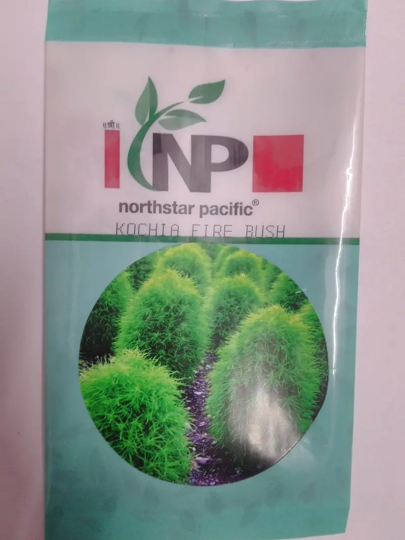 Kochia Scoparia 'Fire Bush' Ornamental Plant Seeds – North Star 1
