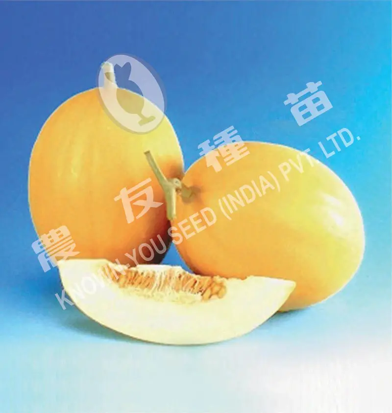 Kohinoor-2 Hybrid Muskmelon Seeds – Heavy Yield, Known You 1