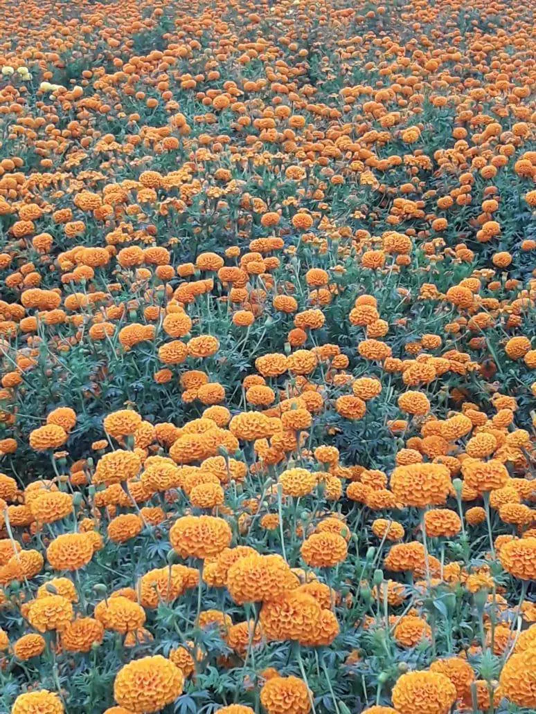 Kolkata-Type Marigold Plants – Farm-Ready Quality For Commercial Cultivation 1
