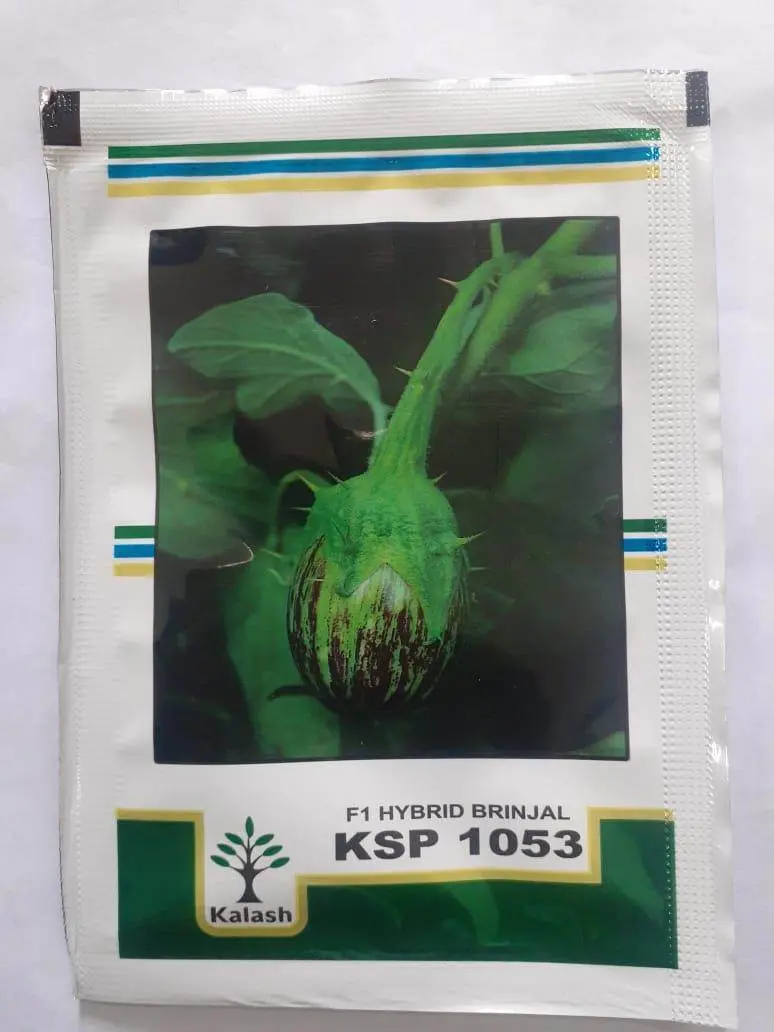 Ksp-1053 Shivaji F1 Eggplant Seeds – Compact Plant Hybrid (Kalash Seeds) 1