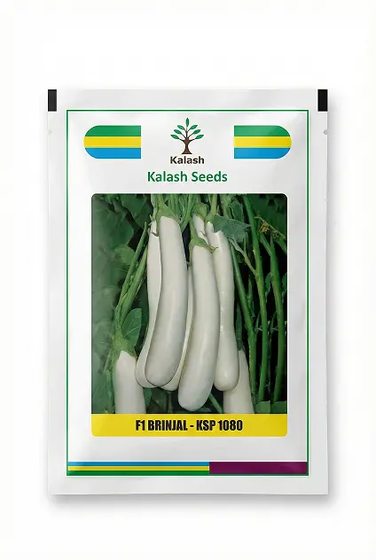 Ksp 1080 Ujala F1 White Long Brinjal Seeds – Glossy, Tender Fruit By Kalash Seeds 1