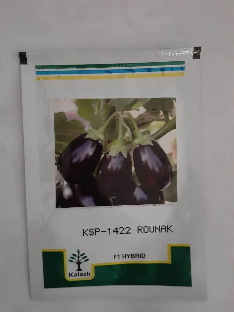 Ksp-1422 Rounak F1 Eggplant Seeds – Virus-Resistant Hybrid (Kalash Seeds) 1