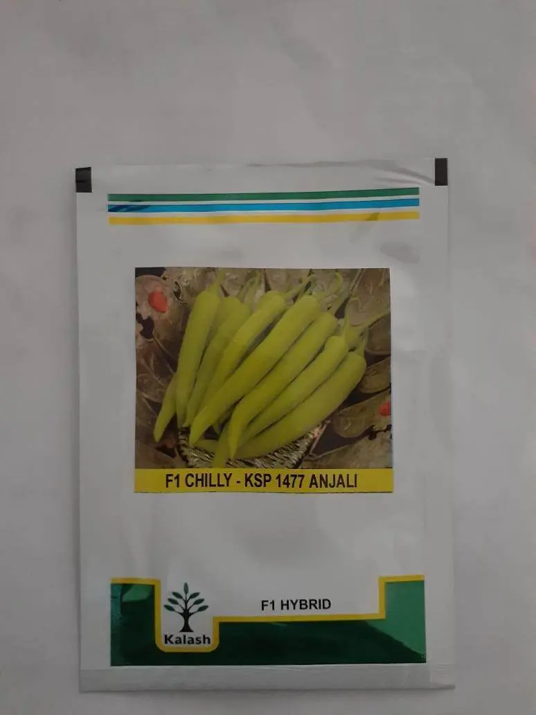 Ksp-1477 Anjali F1 Hybrid Chilli Seeds – Uniform Shape & Market Appeal – Kalash Seeds 1