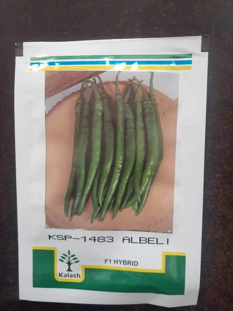 Ksp-1483 Abeli F1 Chilli Seeds – Virus-Resistant Hybrid (Kalash Seeds) 1