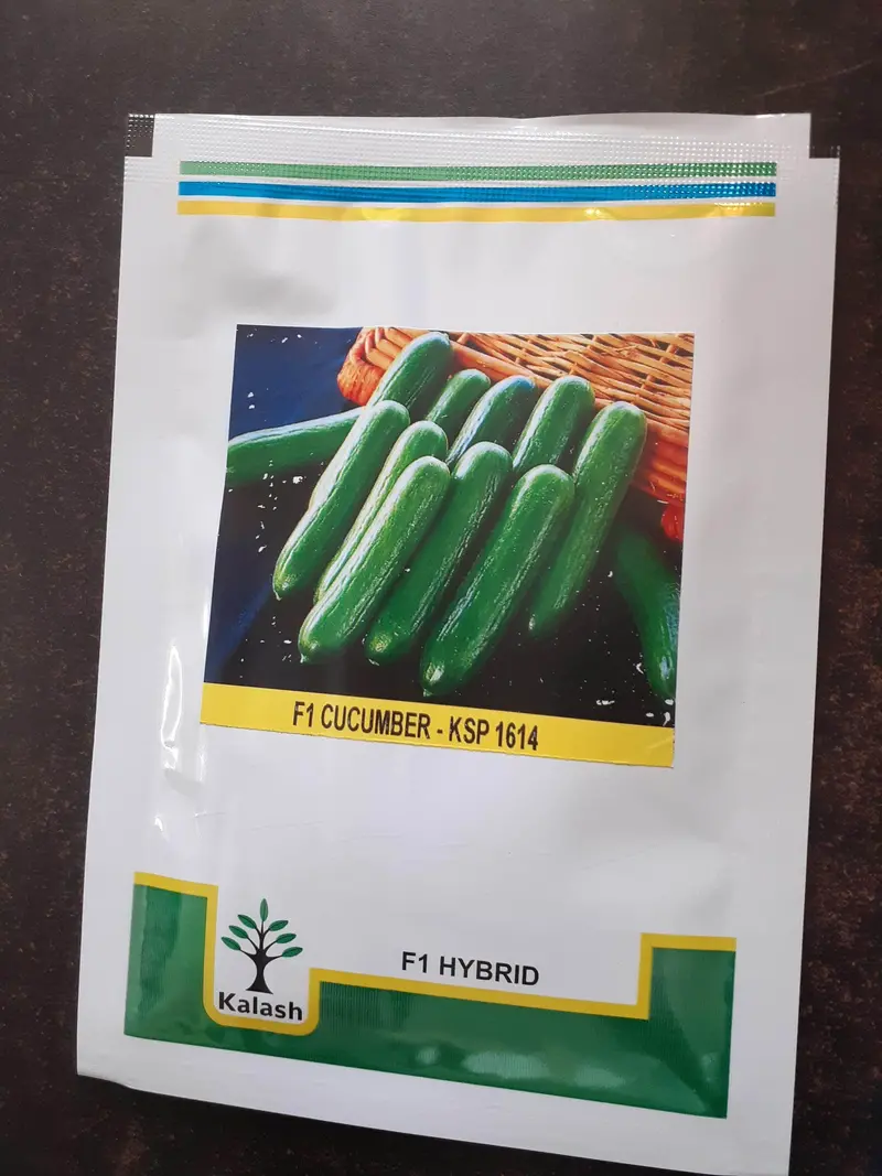 Ksp-1614 Seedless Cucumber Seeds – Parthenocarpic Hybrid (Kalash) 1