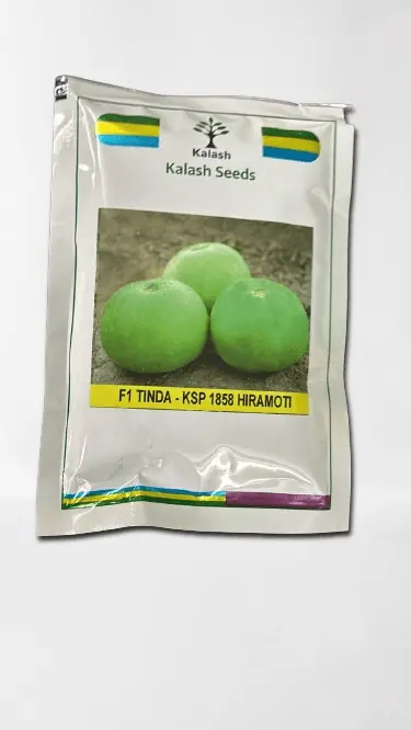 Ksp 1858 Hiramoti F1 Tinda Seeds – Round, Smooth-Skinned Gourd Hybrid 1