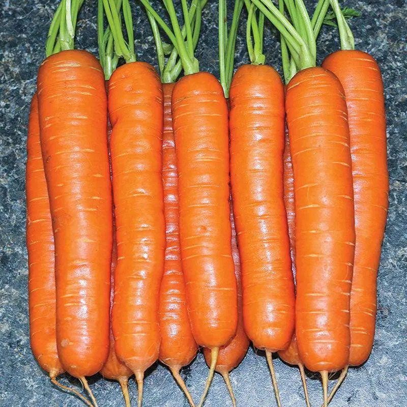 Kuroda-Type Carrot Seeds – Long, Smooth, High-Root-Quality Hybrid 1