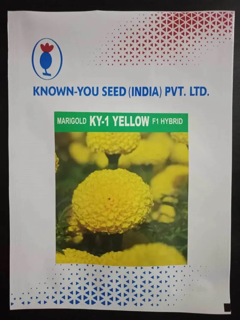 Ky-1 Yellow Marigold F1 Seeds – Vibrant Flowering Hybrid By Known You 1