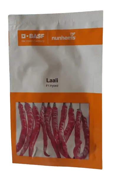 Laali F1 Chilli Seeds – Basf-Nunhems Hybrid For High Pungency, Uniform Pods, And Field Performance 1