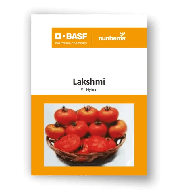 Lakshmi F1 Tomato – Disease-Resistant Hybrid For Indian Climates (Basf Nunhems) 1