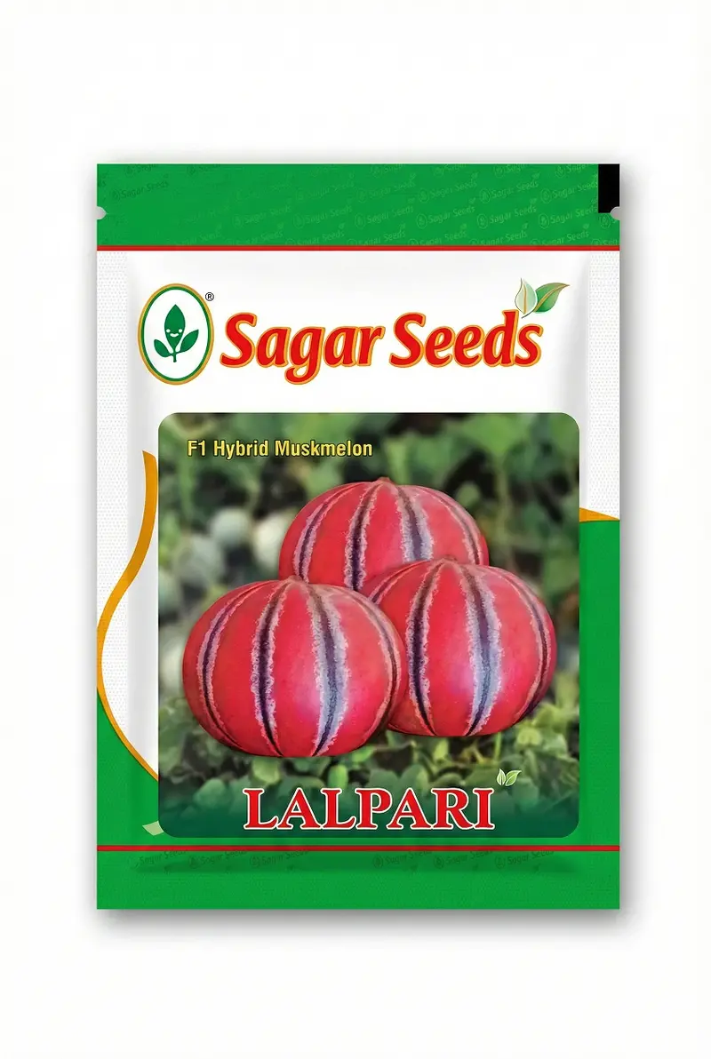 Lalpari F1 Kajari-Type Muskmelon Seeds – Traditional Taste, Modern Performance 1