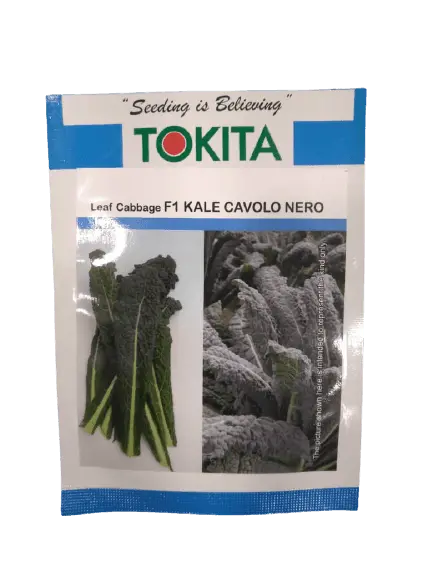 Leaf Cabbage Kale Cavolo Nero F1 (Tokita) 1