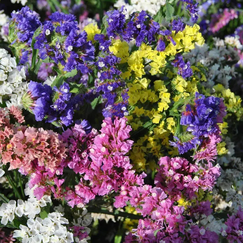 Limonium Static Pacific Mix – Airy, Long-Lasting Sea Lavender For Bouquets 1