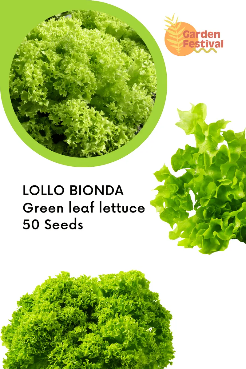 Lollo Bionda Lettuce Seeds – Crisp Green Leaf Variety 1