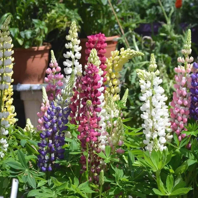 Lupinus Hartwegii 'Pixii' Mix – Compact, Spire-Like Flowering Annual 1