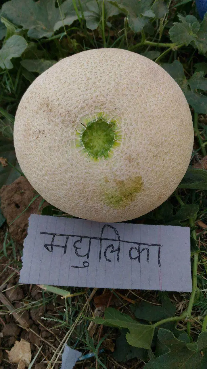 Madhulika Muskmelon Seeds – Nunhems Aromatic F1 Hybrid 1