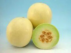 Madhumati Hybrid Muskmelon Seeds – Polyhouse-Optimized, Known You 1