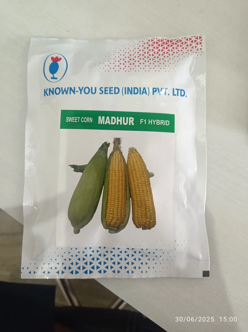 Madhur F1 Sweet Corn Seeds – Known-You Disease-Resistant Hybrid 1