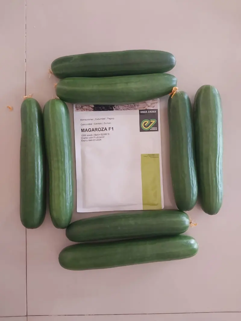 Magaroza F1 Cucumber Seeds – Polyhouse-Optimized, High-Disease Resistance 1