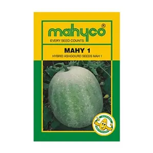 Mahy 1 Ash Gourd Seeds – F1 Hybrid – Mahyco 1