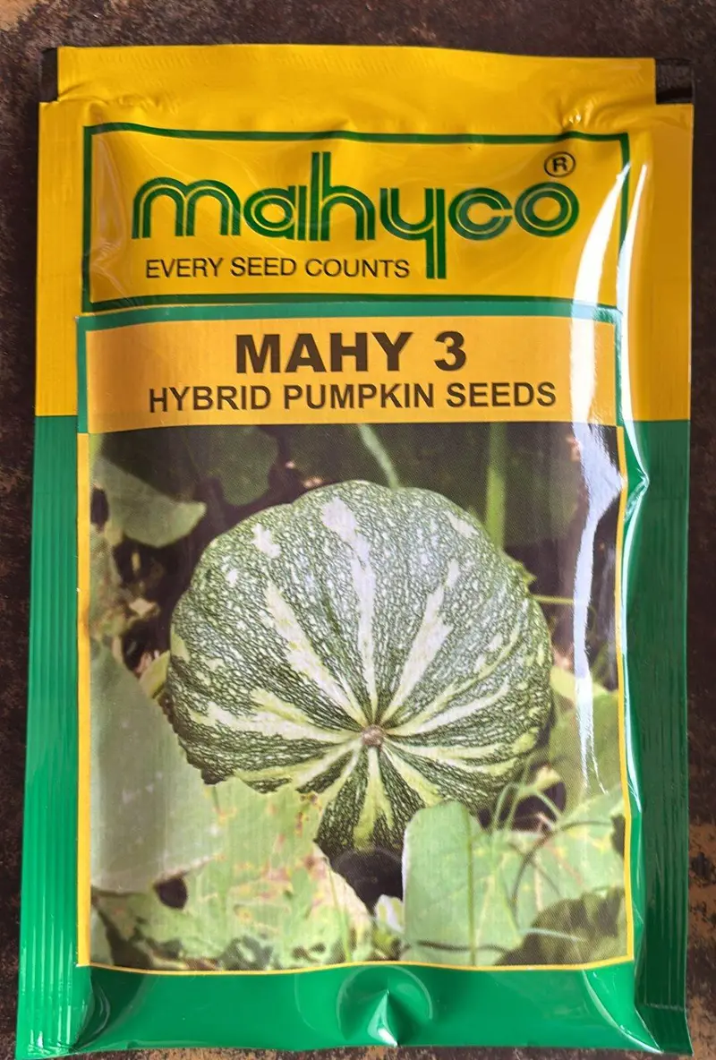 Mahy 3 F1 Pumpkin Seeds – Mahyco Large-Fruit Storage Variety 1