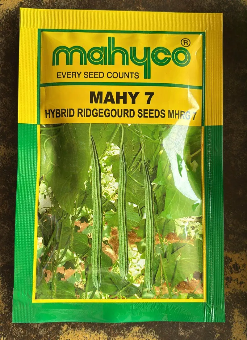 Mahy 7 F1 Ridge Gourd Seeds – Mahyco Fast-Growing Climbing Hybrid 1