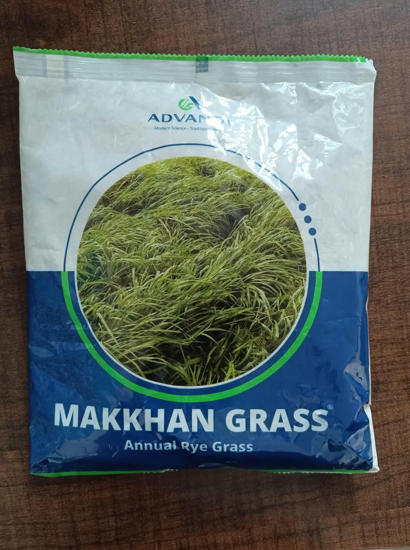 Makhan Grass (Annual Rye Grass) Seeds – Advanta 1