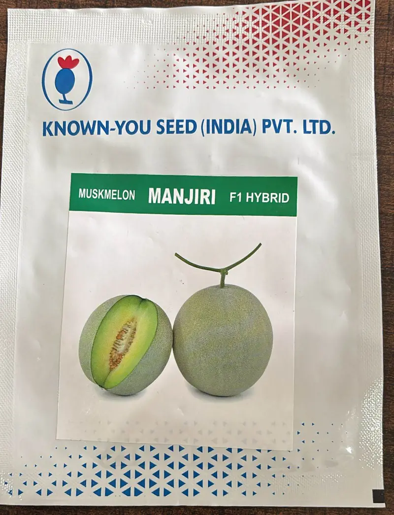 Manjiri F1 Muskmelon Seeds – Known-You Aromatic Netted Melon Hybrid 1