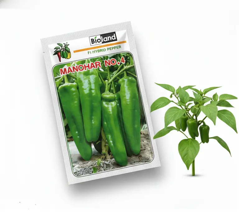 Manohar No. 4 China F1 Chilli Seeds – Premium Blocky Hybrid (Bioland) 1
