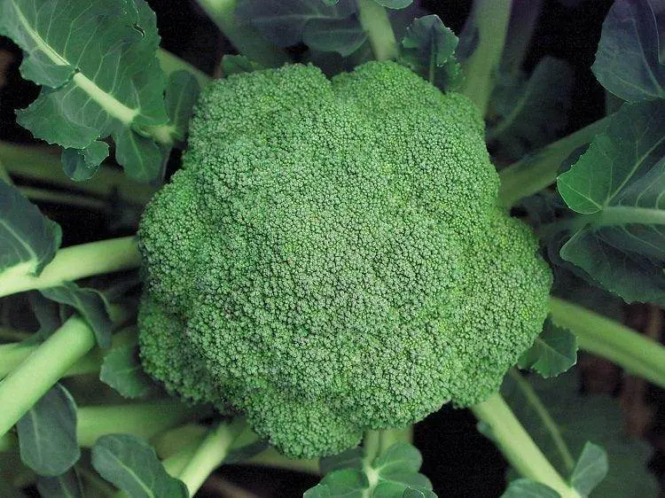 Marathon F1 Hybrid Broccoli – Sakata Seeds 1
