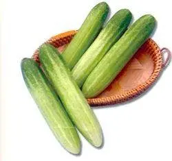 Maria Ia255 Cucumber Hybrid Seeds – Known You Seeds 1