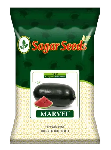 Marvel F1 Watermelon Seeds – Crimson Flesh, High-Sugar Hybrid (Sagar) 1