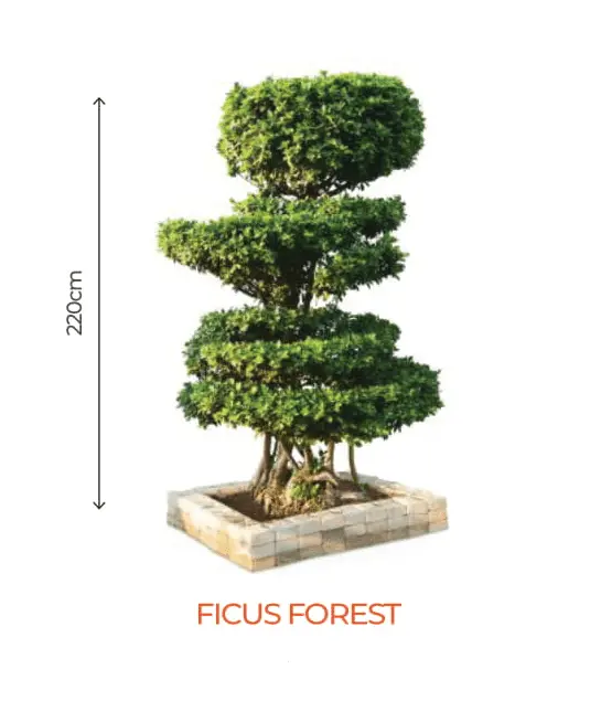 Mature Ficus Bonsai – Natural Forest Aesthetic Houseplant – Farmers Stop 1