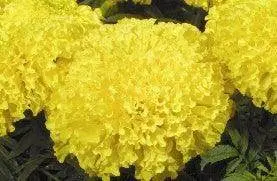 Maxima Yellow F1 Marigold Seeds – East West Seeds 1