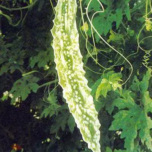 Mbth 102 Bitter Gourd Seeds – F1 Hybrid – Mahyco 1
