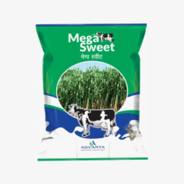 Mega Sweet Forage Sorghum Seeds – Advanta High-Yield Fodder Crop 1