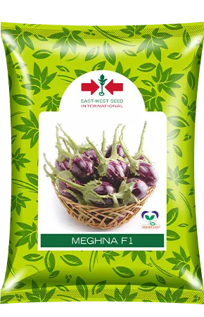 Meghna F1 Katta Brinjal Seeds – Traditional Flavor, Enhanced Yield By East West Seeds 1