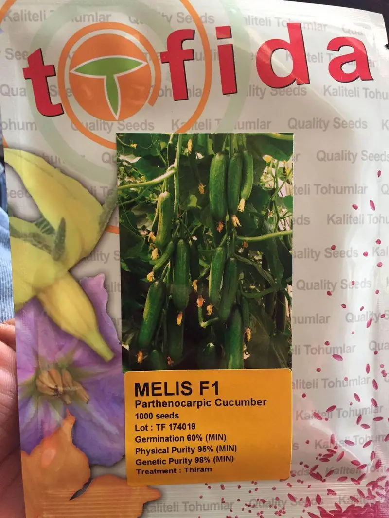 Melis F1 Parthenocarpic Cucumber Seeds (Tofida) 1