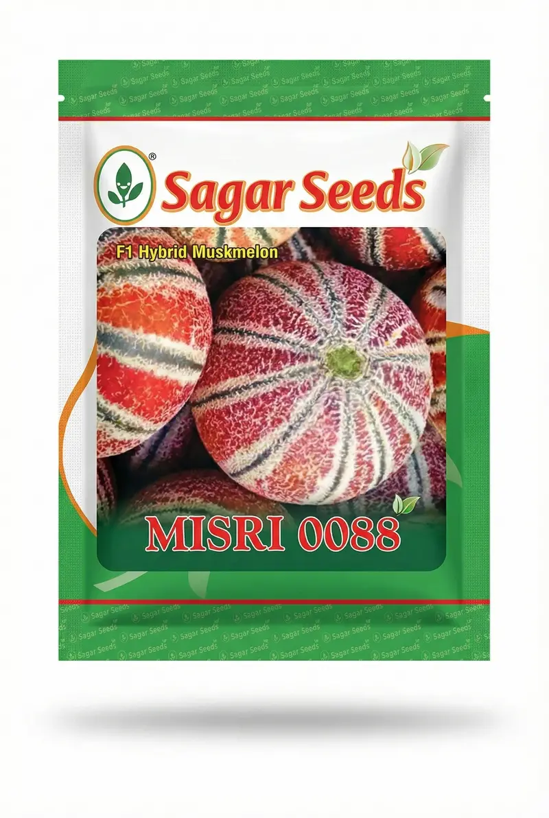 Mishri 0088 F1 Muskmelon Seeds – Aromatic, Netted Rind, Premium Quality 1