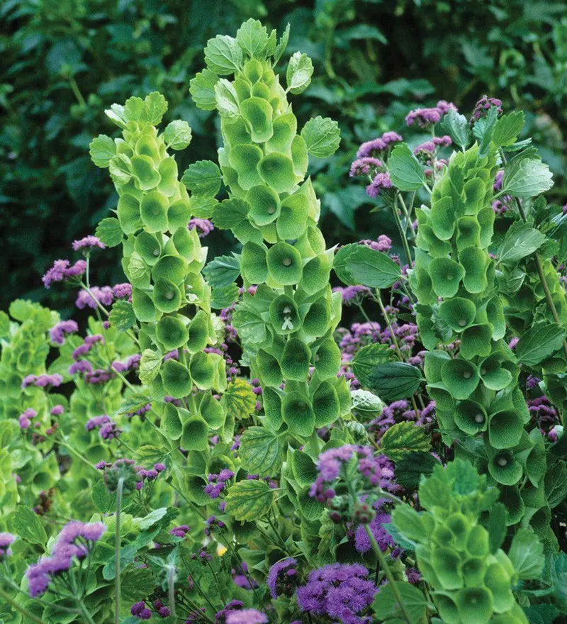 Molucella Laevis 'Bells Of Ireland' – Winter-Hardy Fragrant Ornamental 1